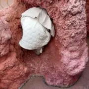 ぷりんの画像