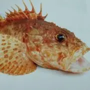 Unmagonの画像