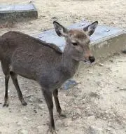 0N1Pの画像