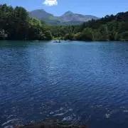 フシギソウの画像