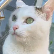 わさごんの画像