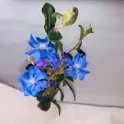 しゅななの画像