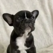 ふれぶるるの画像