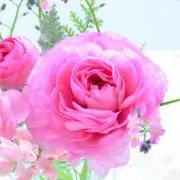ぼーずの画像