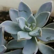 陽之介の画像