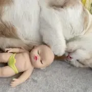 幸ねこさんの画像