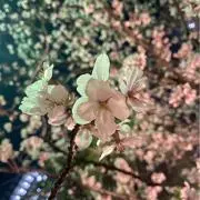 ほし★22〜26不在の画像