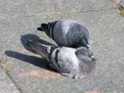 hatoの画像