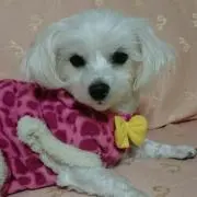 ふーたん