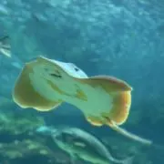 エイの画像