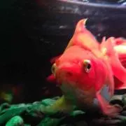 カツオ