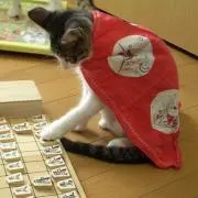 猫将棋の画像