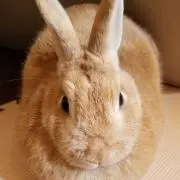 ra