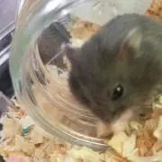 椛