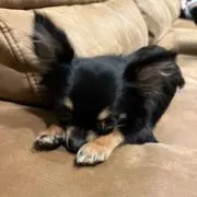 ミルカナタの画像