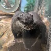 ぴよ