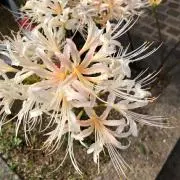ok牧場の画像