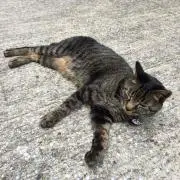 KONの画像