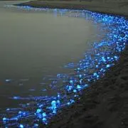ほたるいかの画像
