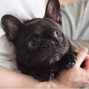taaaazの画像