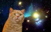 ねこ※購入前プロフご確認下さいの画像