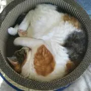 しゃけの画像