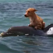 KAの画像