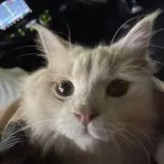 李丹てい
