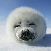 もんきちの画像