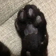 くろねこの画像