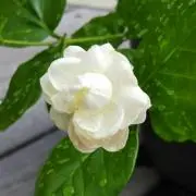 ネロリの画像