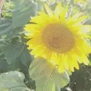 太郎