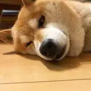 ラッキーの画像