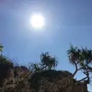 あくらの画像
