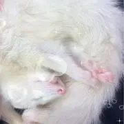 ❤︎‪‪❤︎‬‪‪❤︎‬