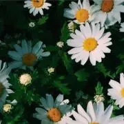 nenenの画像