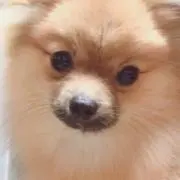 暇犬U^ェ^U