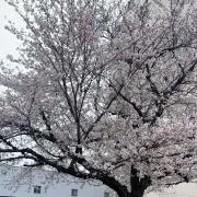 hideの画像