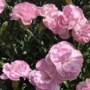 Pink15