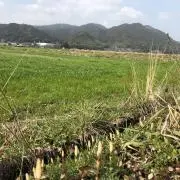 サリーの画像