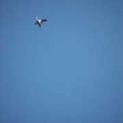 くまの画像