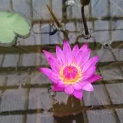 リキオーの画像