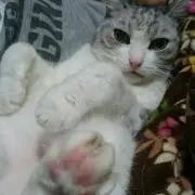 にゃん★プロフ必読☆値引交渉×の画像