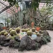 めだか