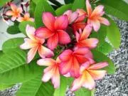 Lino Hawaii☆おまとめ割引OKの画像