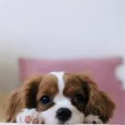 チョコの画像