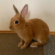 かおり