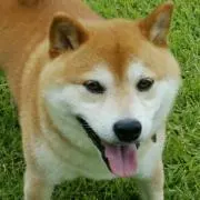 Image of ぴかずぅ