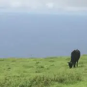 みんちゅの画像