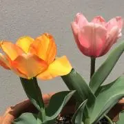 りら⭐️くぅ